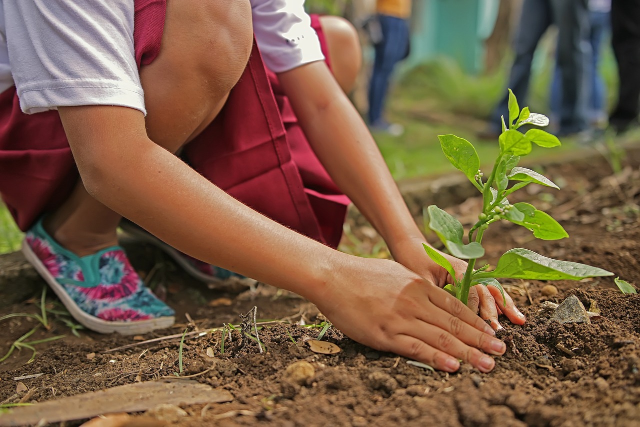 How to Create an Eco-Friendly Oasis in Your Backyard